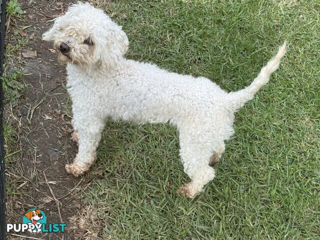 This is a three-year-old female purebred miniature toy poodle that is now available for breeding.