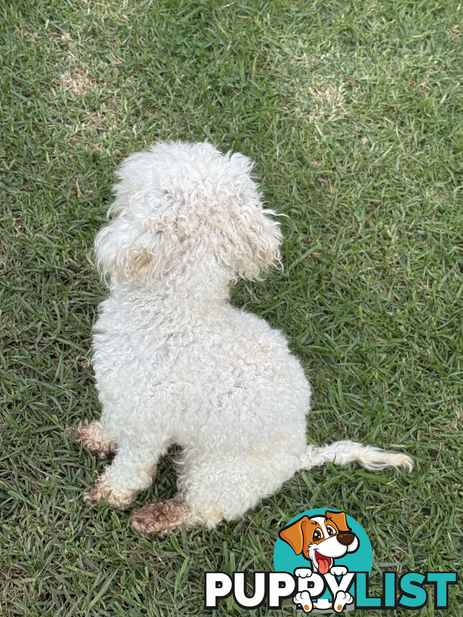 This is a three-year-old female purebred miniature toy poodle that is now available for breeding.