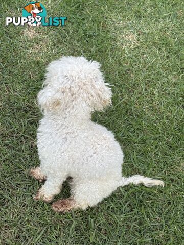 This is a three-year-old female purebred miniature toy poodle that is now available for breeding.