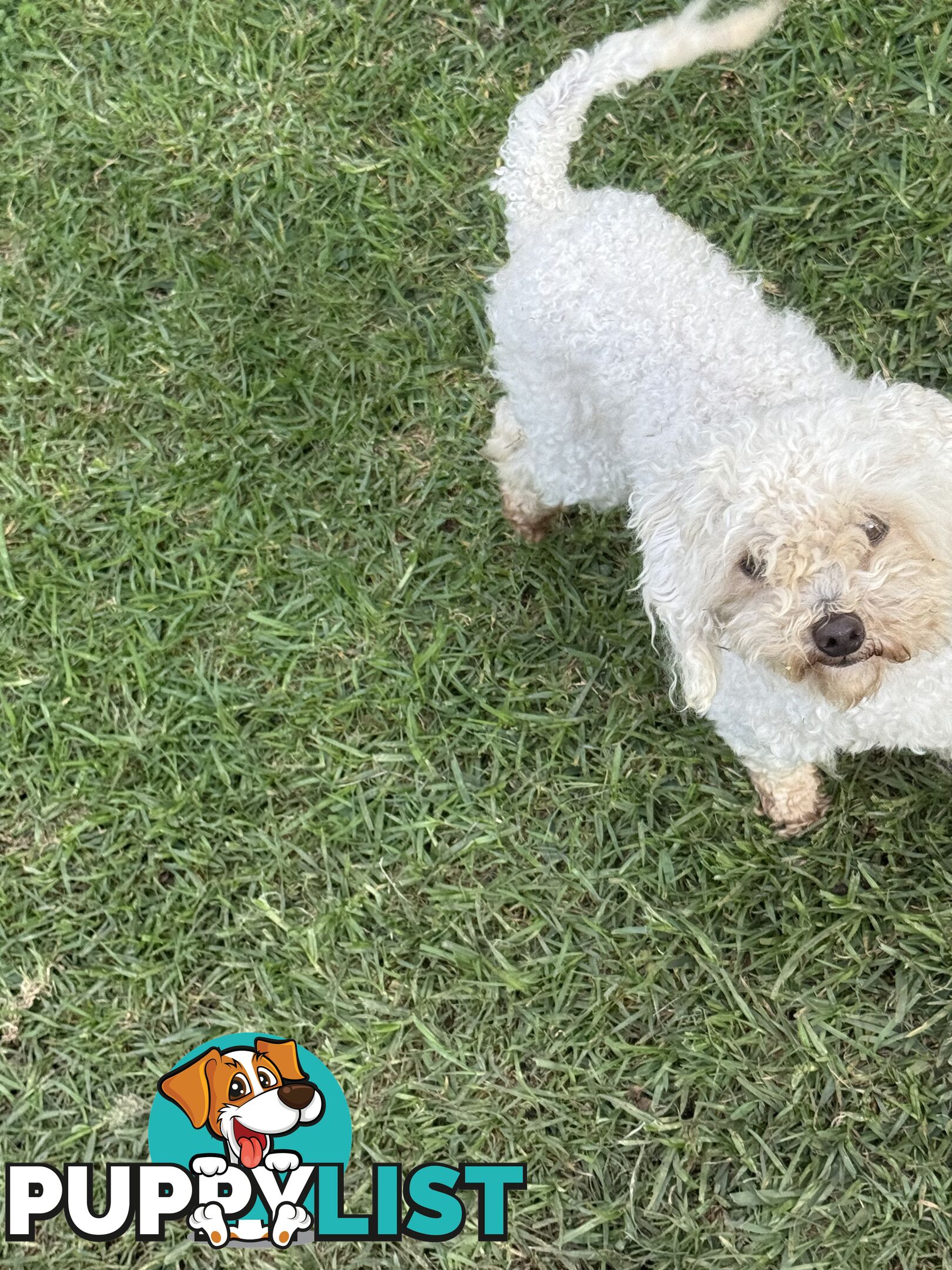 This is a three-year-old female purebred miniature toy poodle that is now available for breeding.