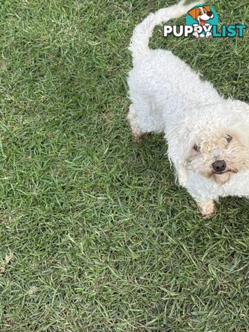 This is a three-year-old female purebred miniature toy poodle that is now available for breeding.