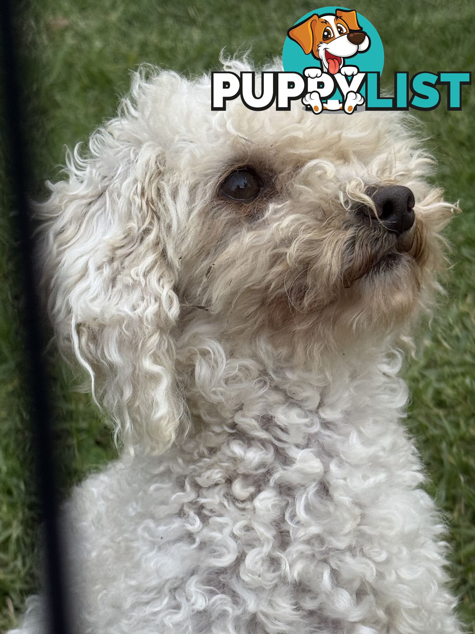 This is a three-year-old female purebred miniature toy poodle that is now available for breeding.