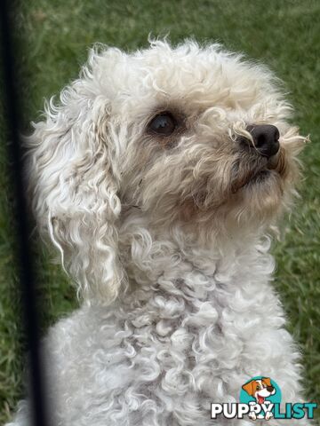 This is a three-year-old female purebred miniature toy poodle that is now available for breeding.