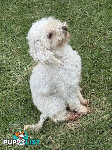 This is a three-year-old female purebred miniature toy poodle that is now available for breeding.