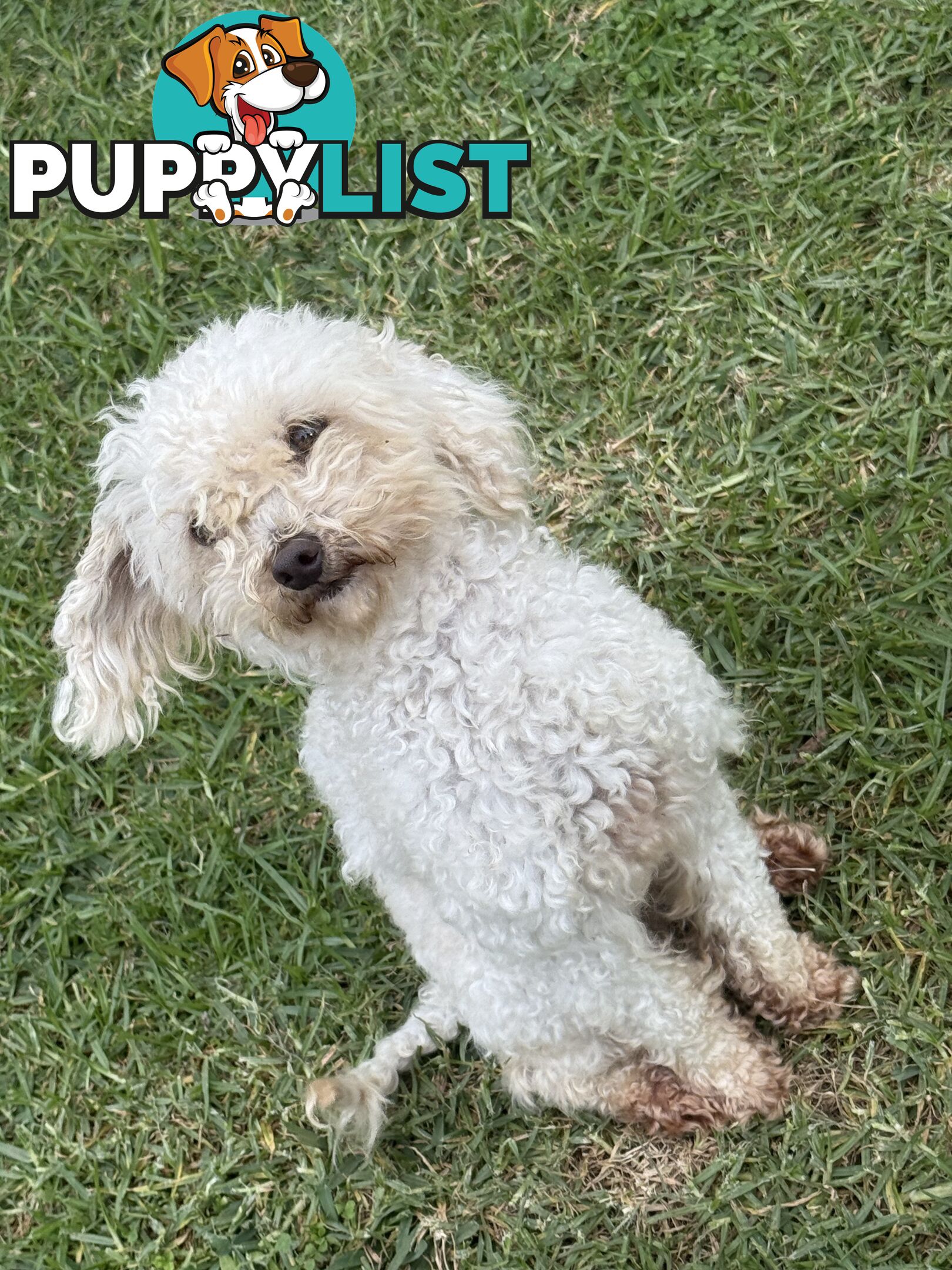 This is a three-year-old female purebred miniature toy poodle that is now available for breeding.