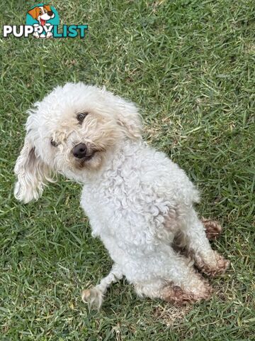 This is a three-year-old female purebred miniature toy poodle that is now available for breeding.