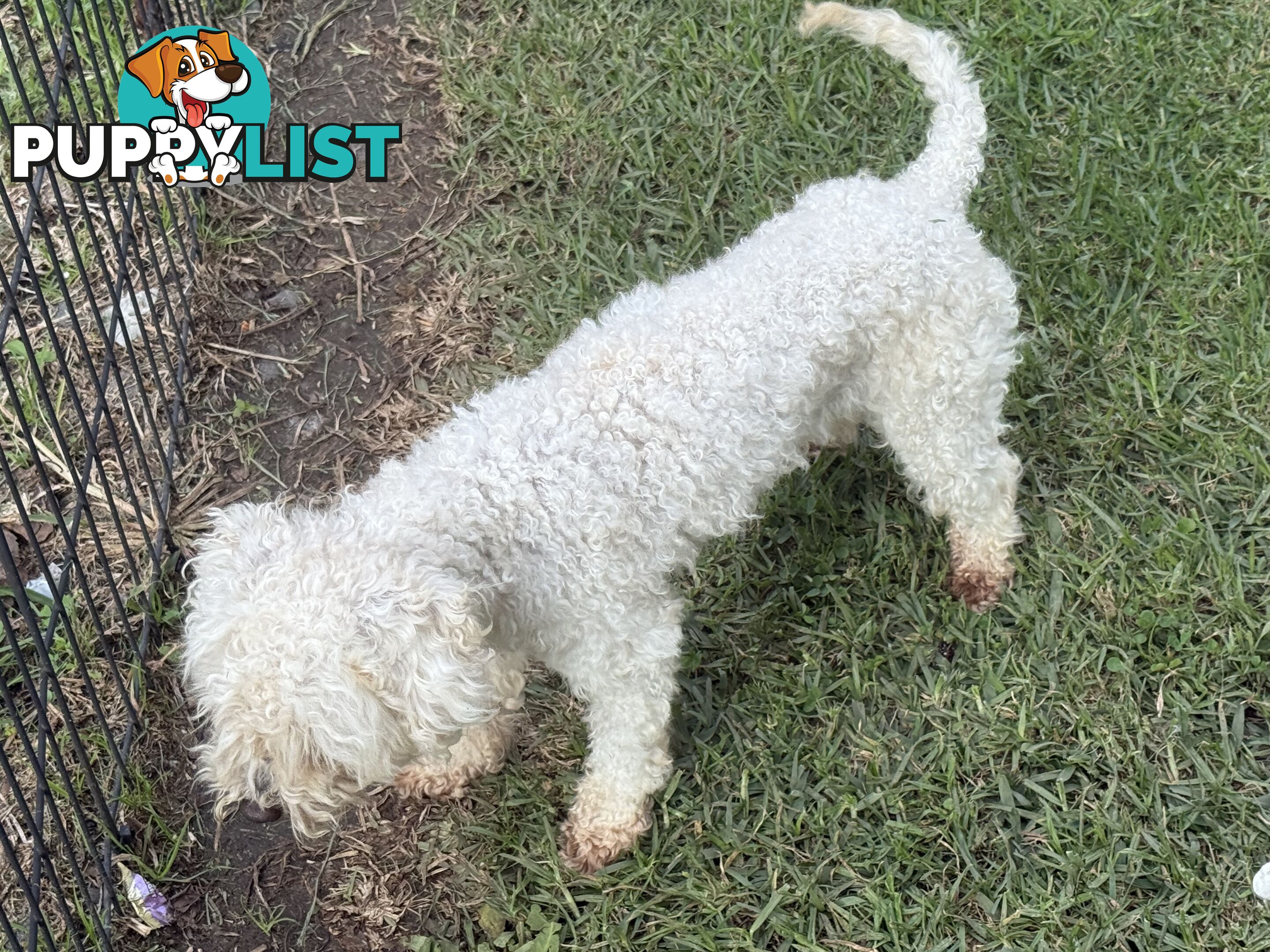 This is a three-year-old female purebred miniature toy poodle that is now available for breeding.