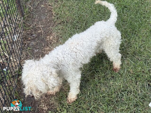 This is a three-year-old female purebred miniature toy poodle that is now available for breeding.