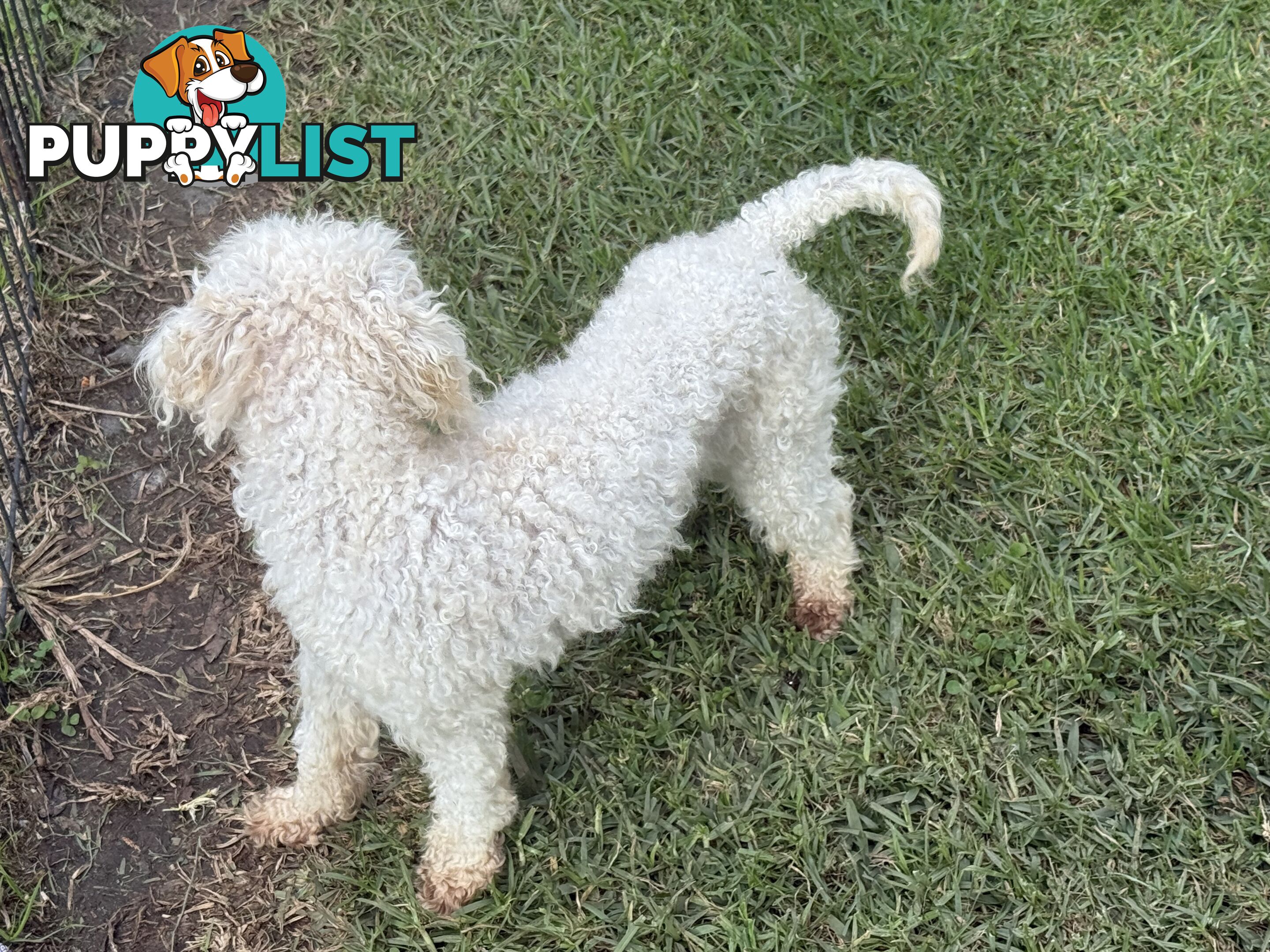 This is a three-year-old female purebred miniature toy poodle that is now available for breeding.