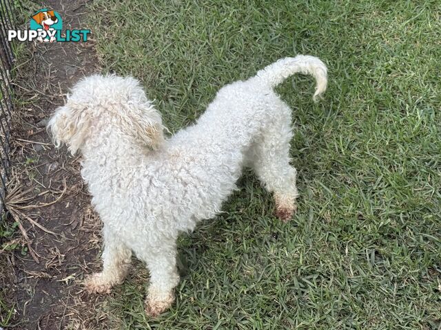This is a three-year-old female purebred miniature toy poodle that is now available for breeding.