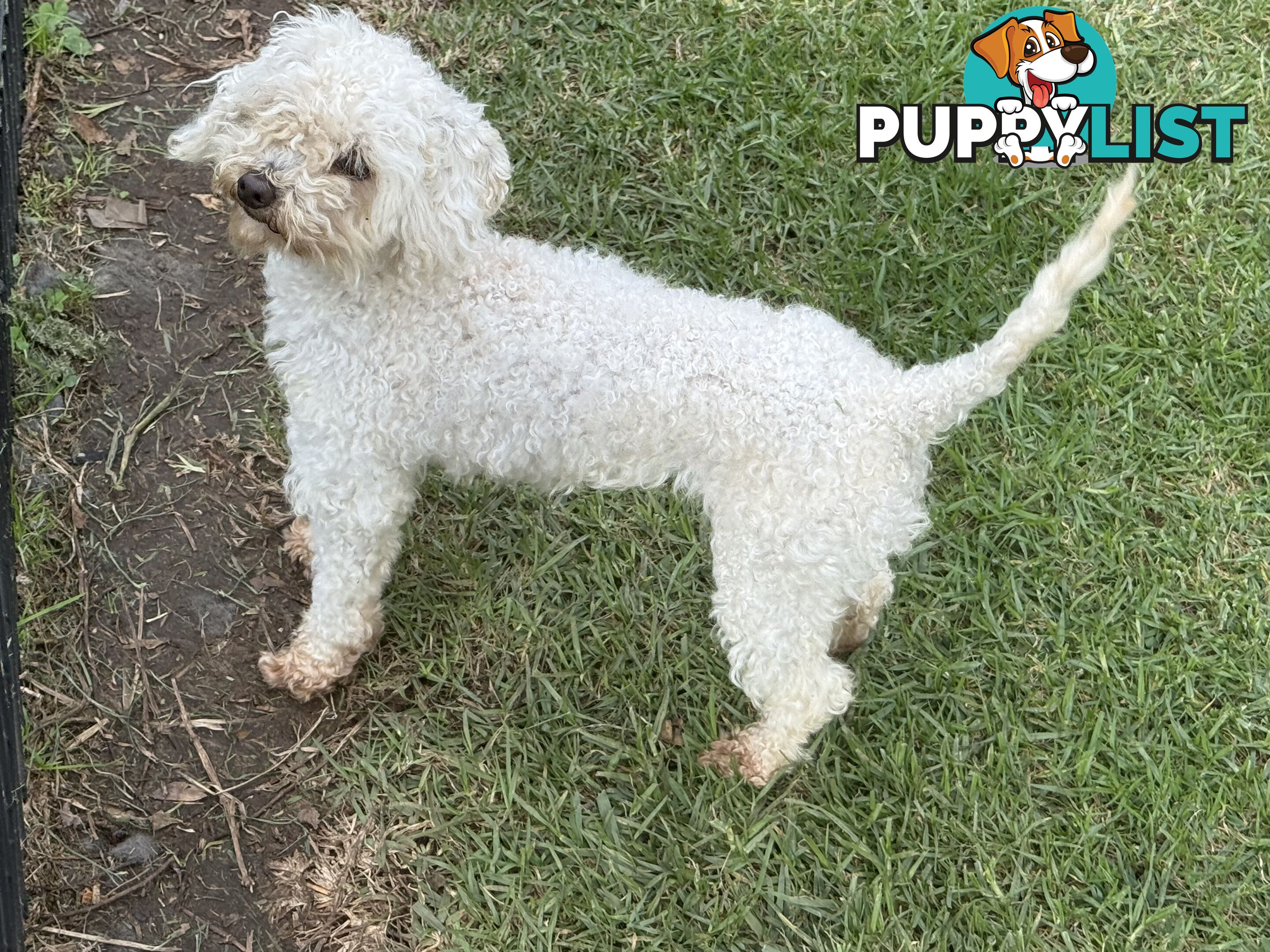 This is a three-year-old female purebred miniature toy poodle that is now available for breeding.