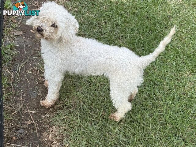 This is a three-year-old female purebred miniature toy poodle that is now available for breeding.