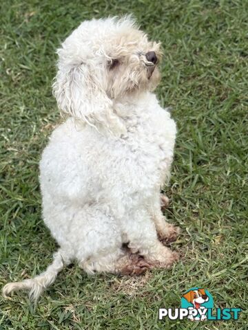 This is a three-year-old female purebred miniature toy poodle that is now available for breeding.