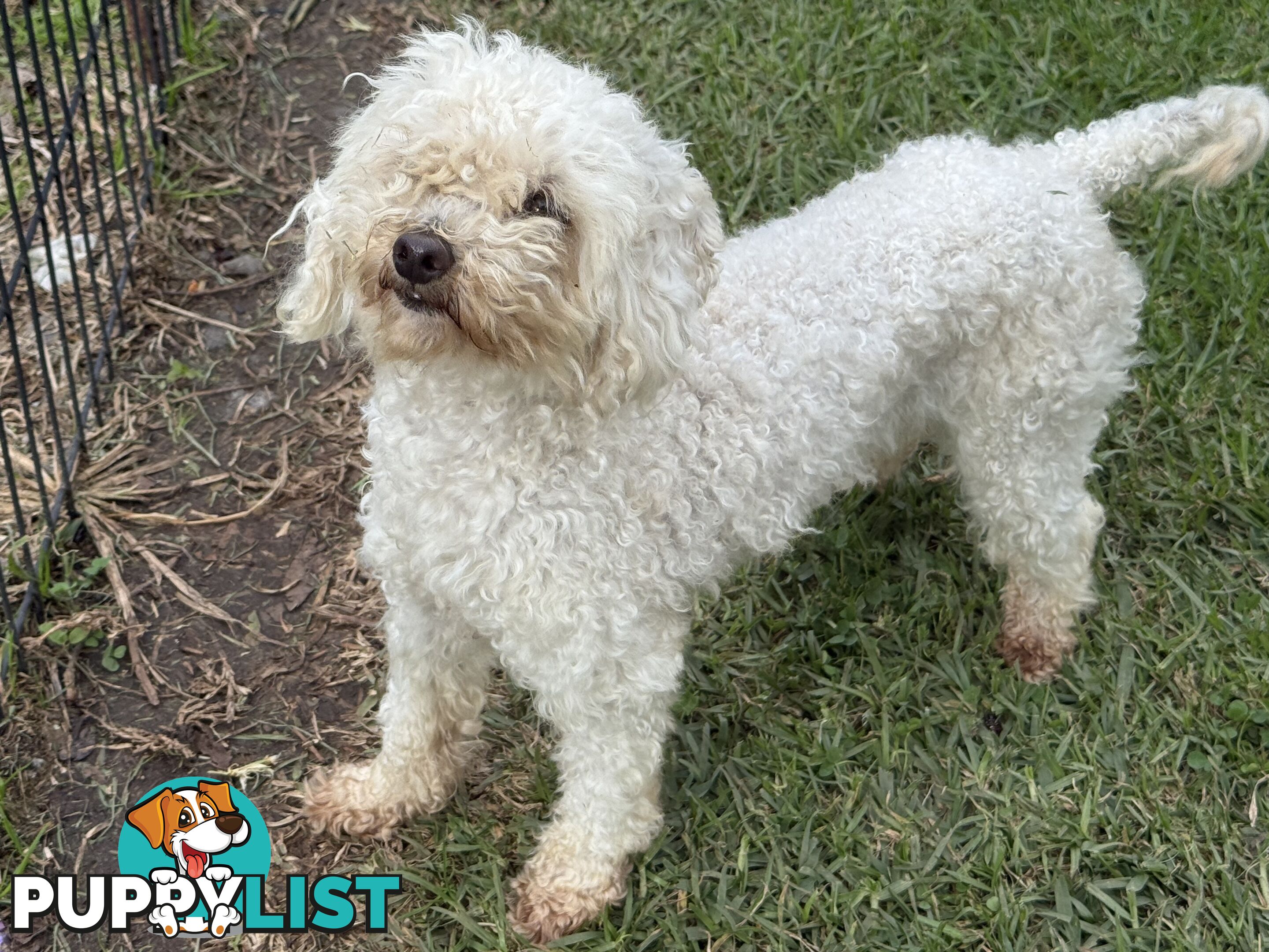 This is a three-year-old female purebred miniature toy poodle that is now available for breeding.