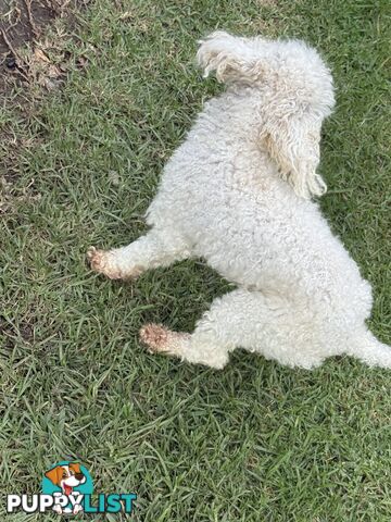 This is a three-year-old female purebred miniature toy poodle that is now available for breeding.