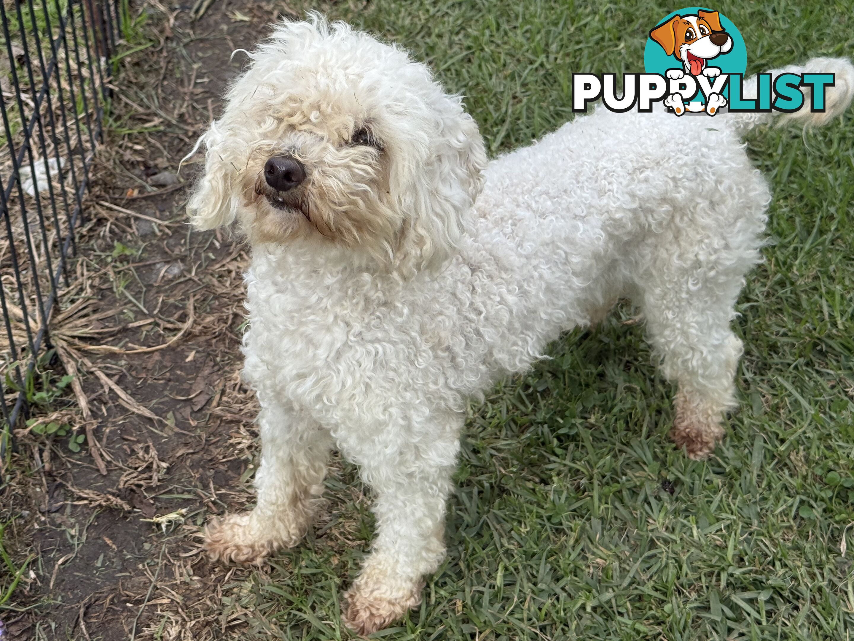 This is a three-year-old female purebred miniature toy poodle that is now available for breeding.
