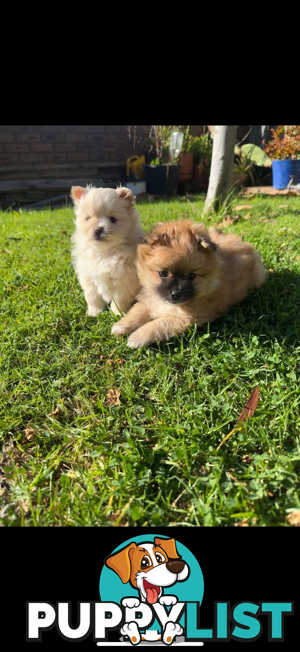 Pomeranian Puppies