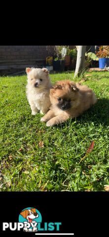 Pomeranian Puppies