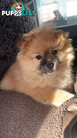 Pomeranian Puppies