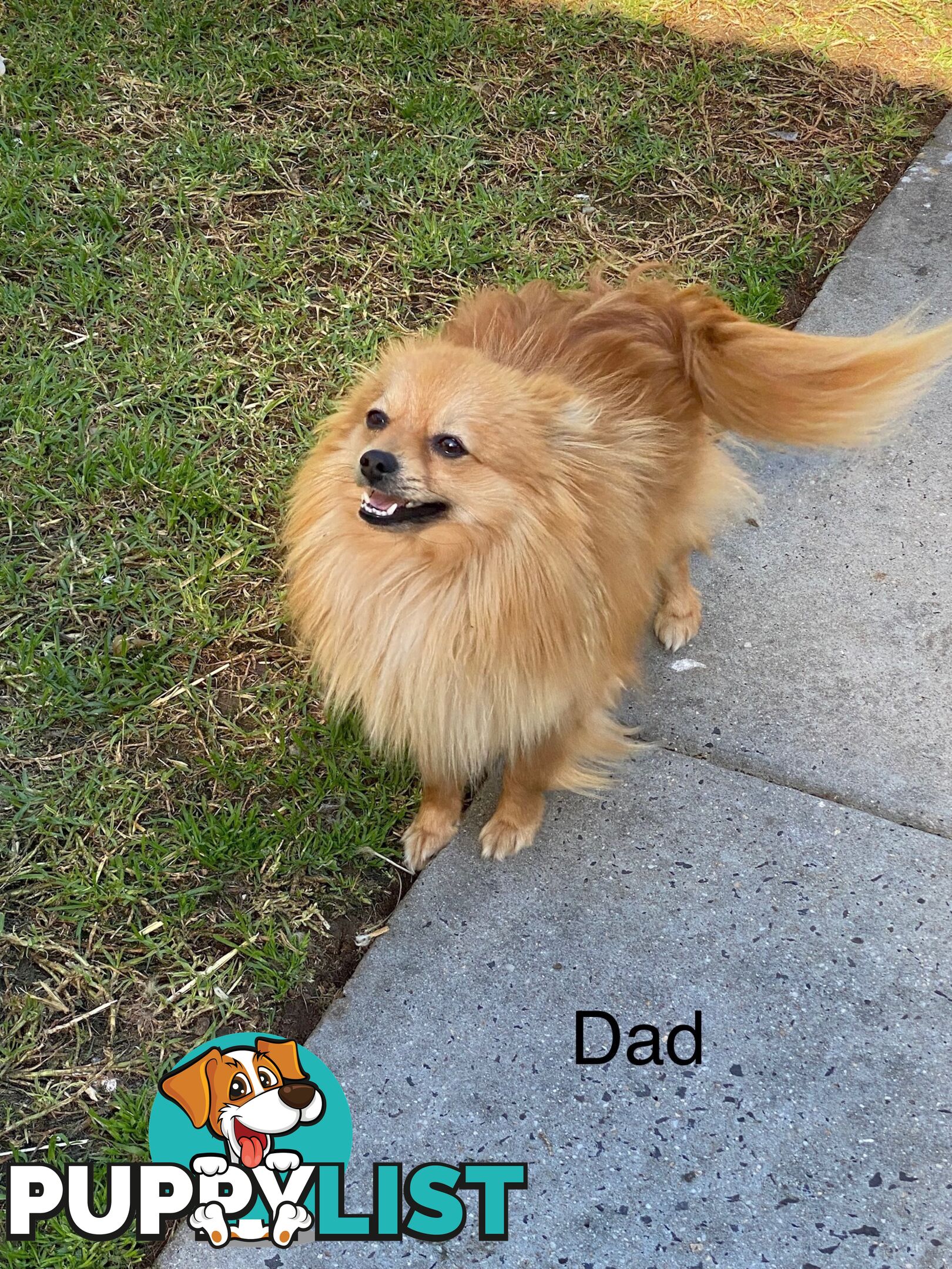 Pomeranian Puppies