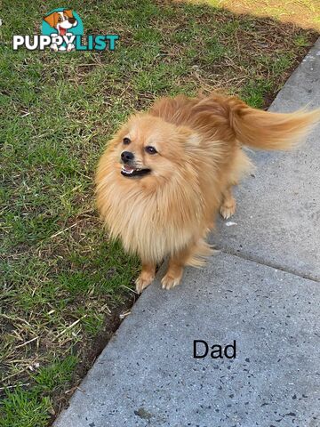 Pomeranian Puppies