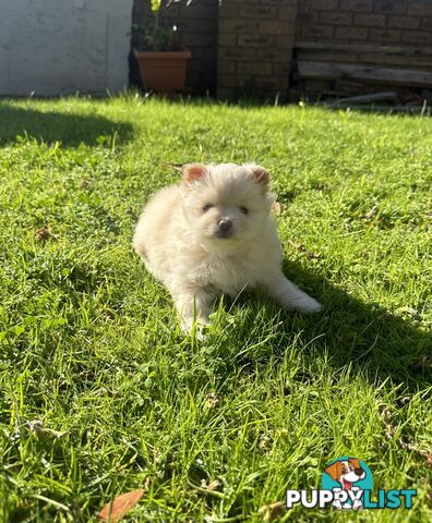 Pomeranian Puppies