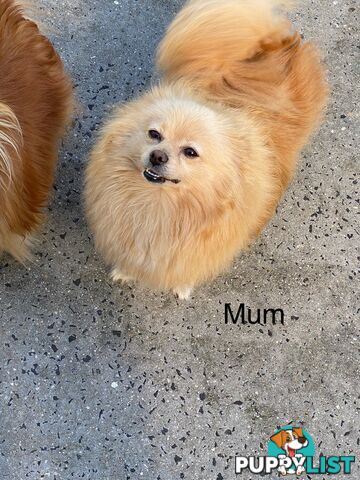 Pomeranian Puppies