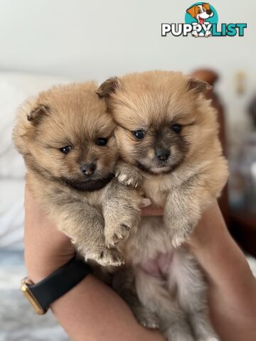 Pomeranian Puppies