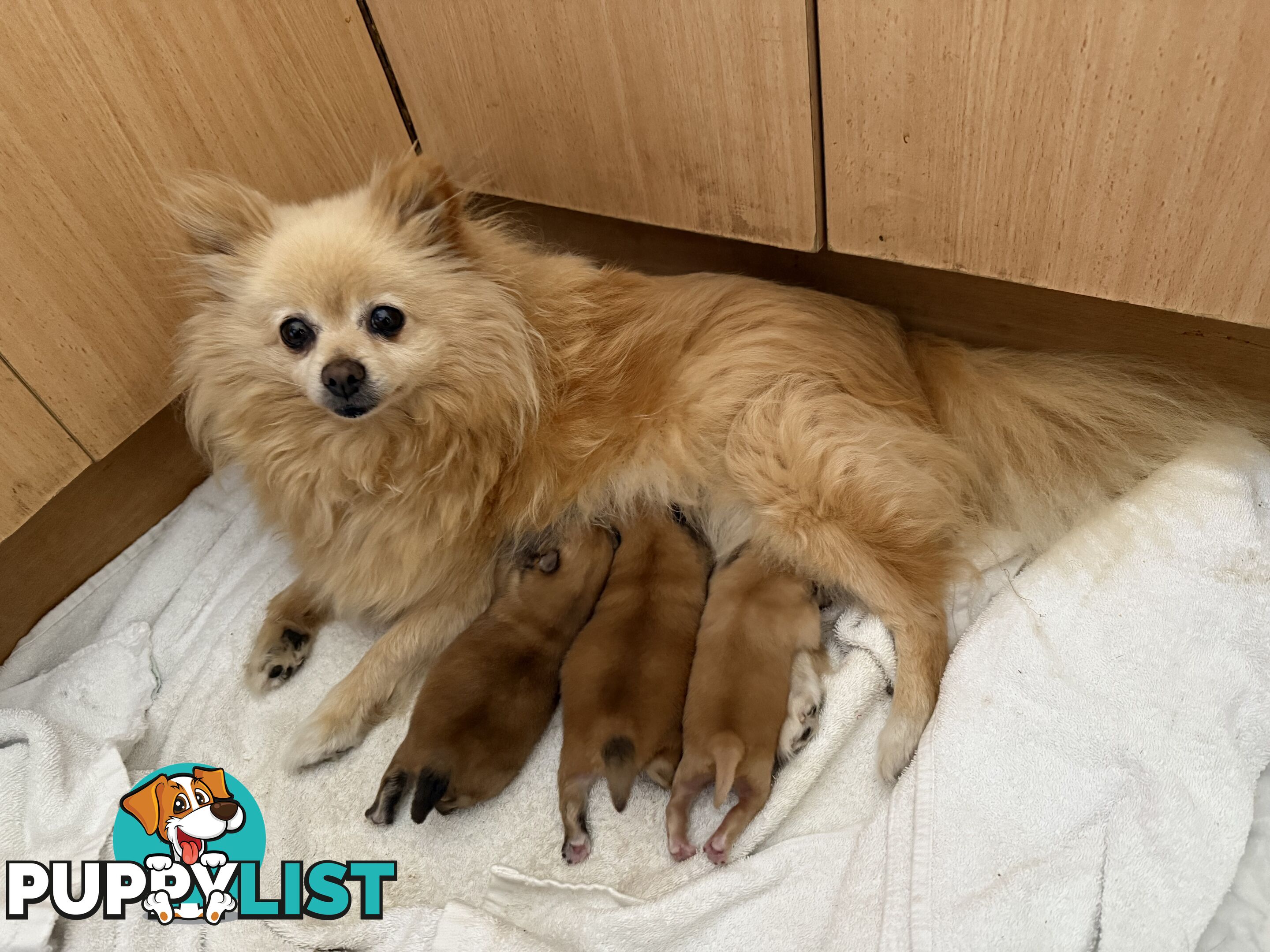 Pomeranian Puppies