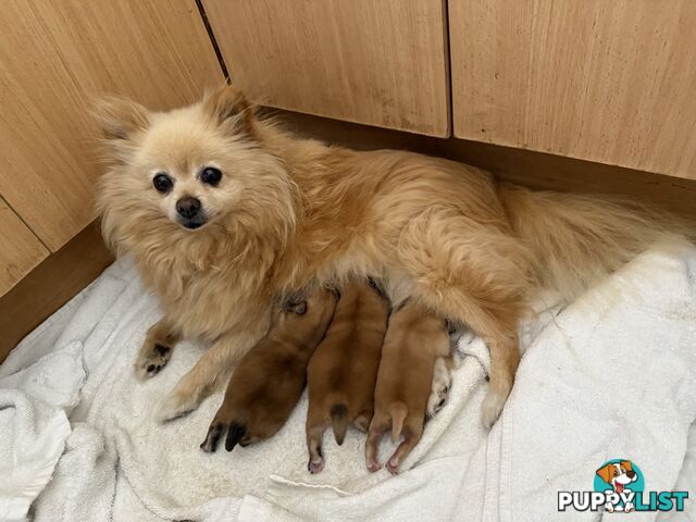 Pomeranian Puppies