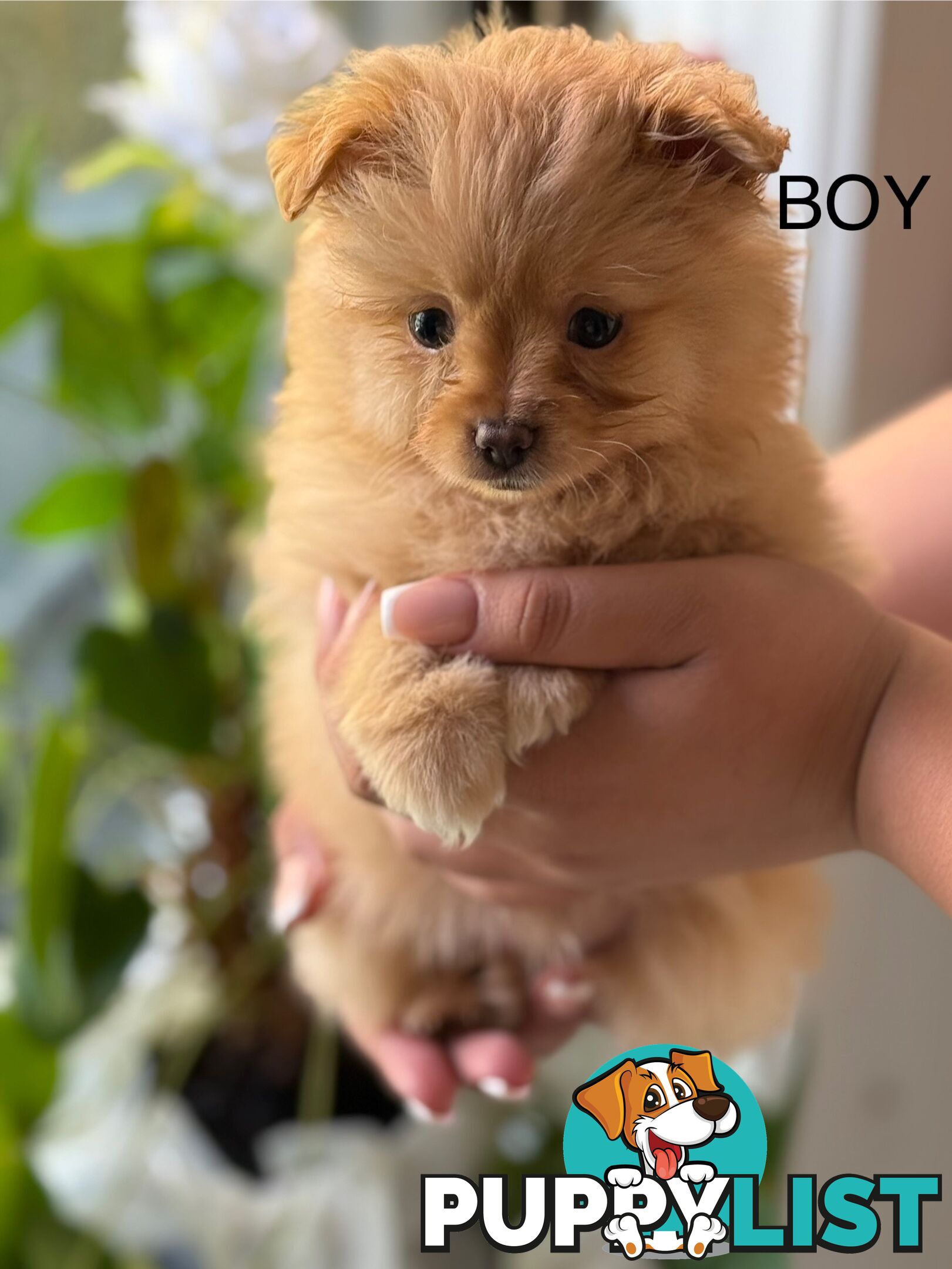 Pomeranian Puppies