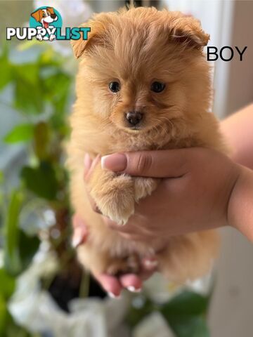 Pomeranian Puppies