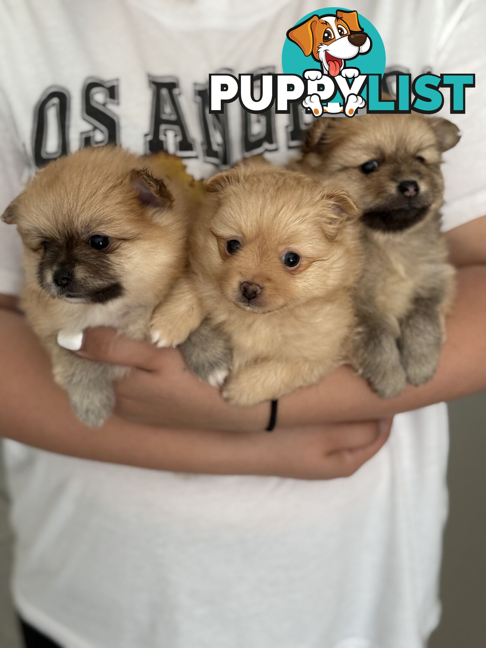 Pomeranian Puppies