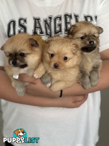 Pomeranian Puppies