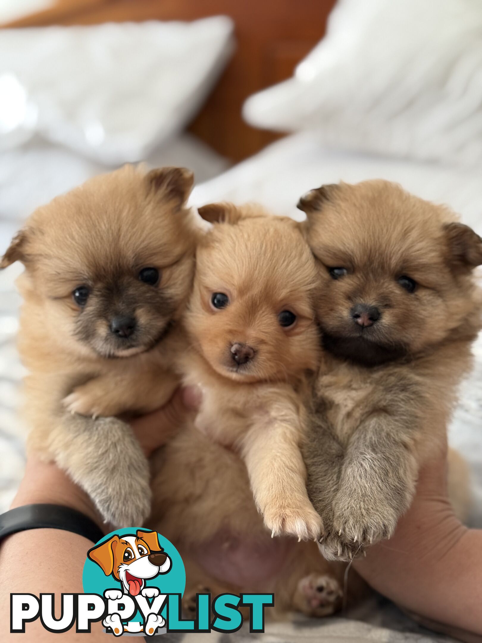 Pomeranian Puppies