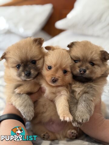 Pomeranian Puppies