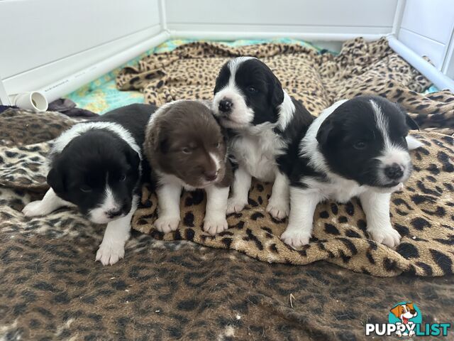 Purebred Border Collie Puppies