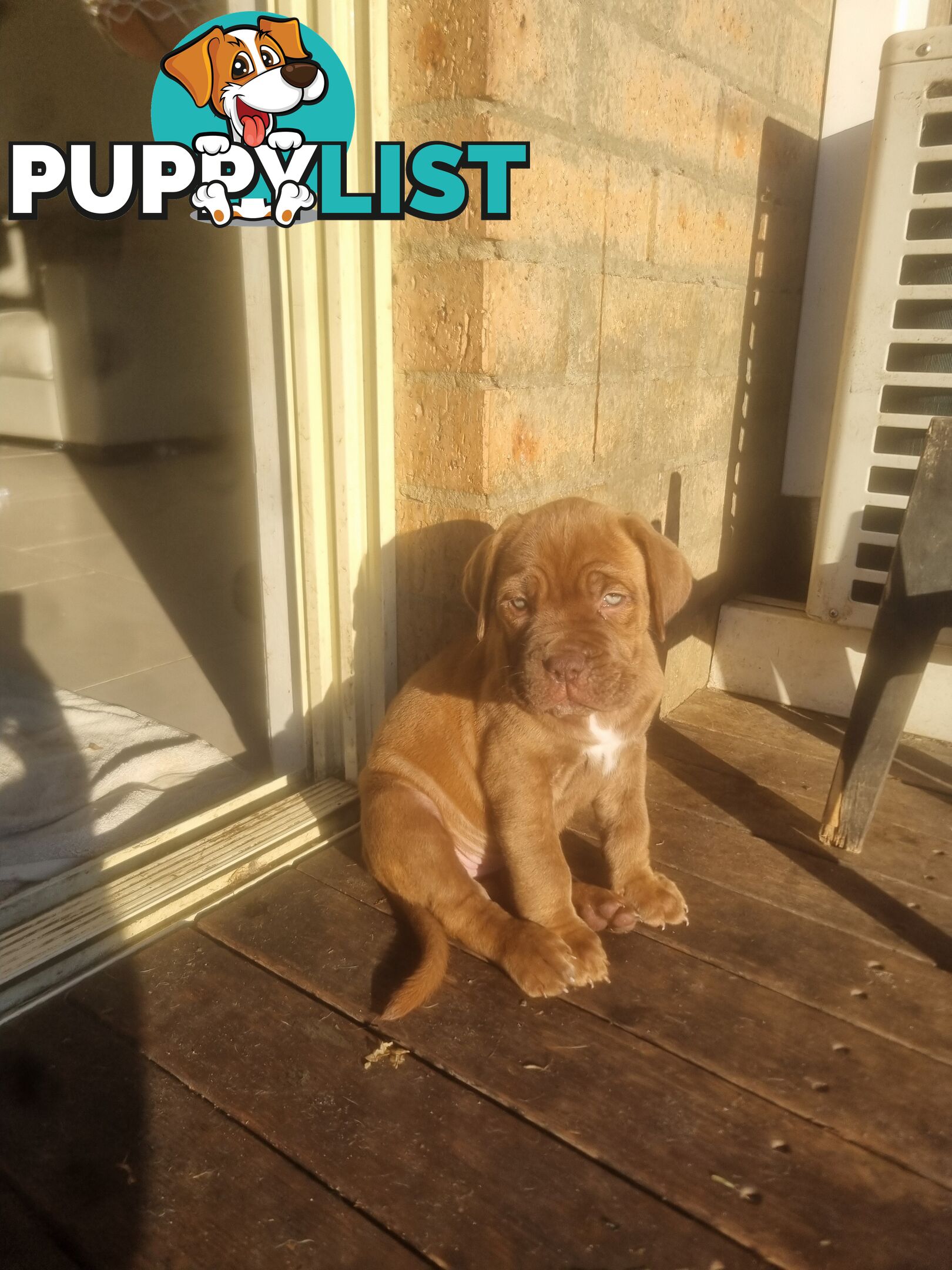 French X Neo Mastiff Pups
