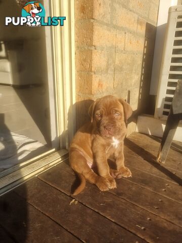 French X Neo Mastiff Pups