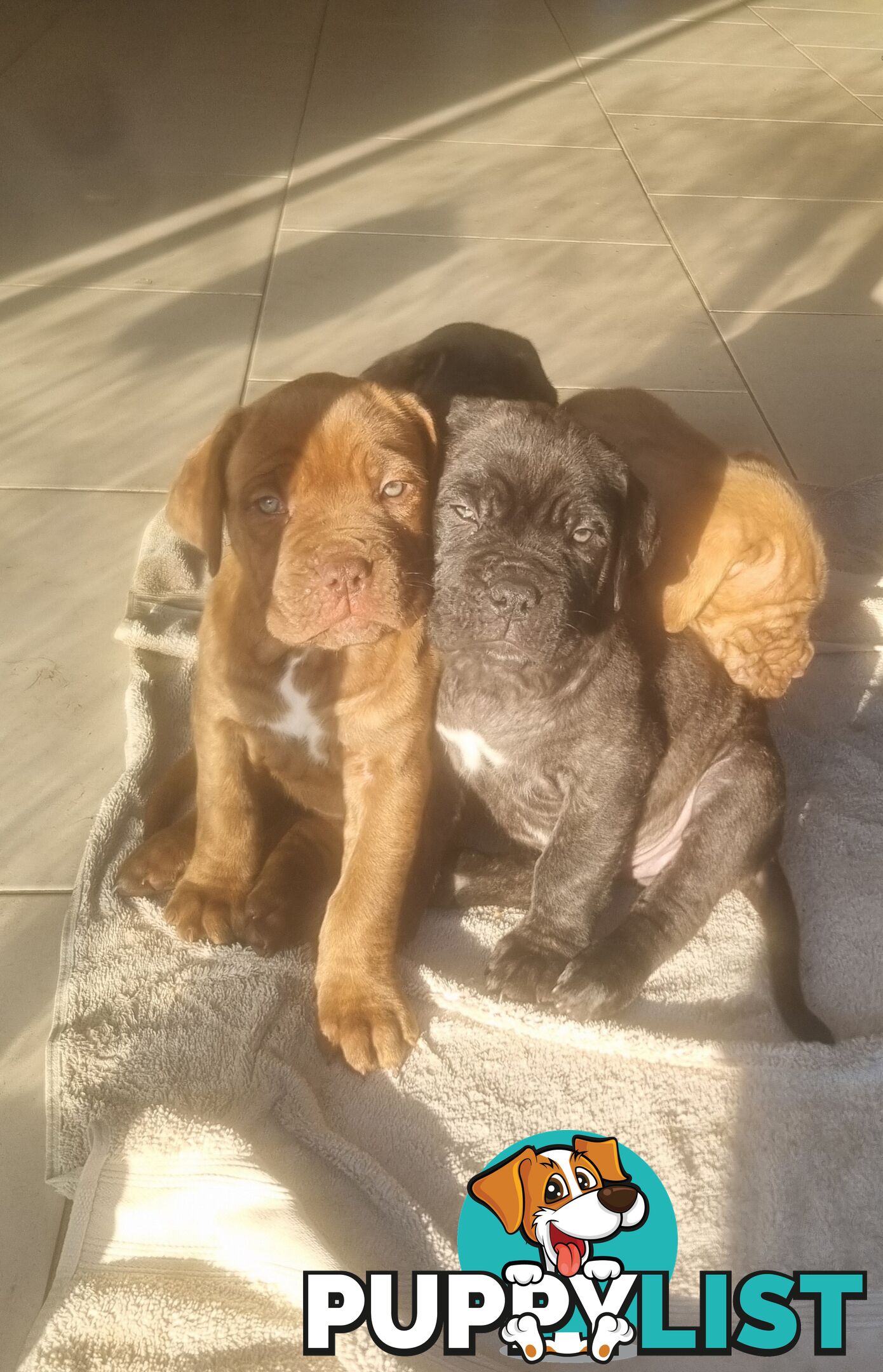 French X Neo Mastiff Pups