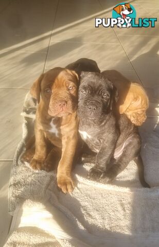 French X Neo Mastiff Pups
