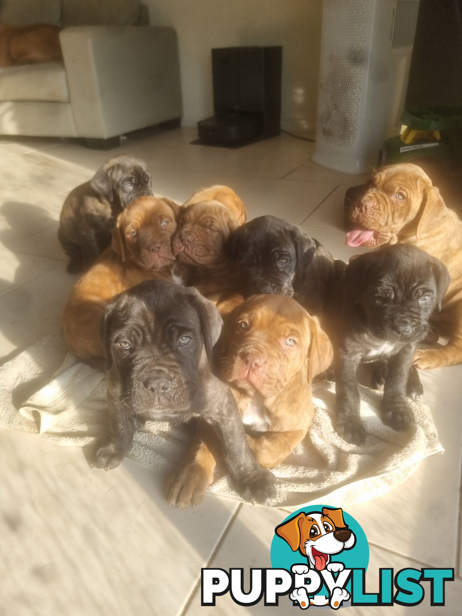 French X Neo Mastiff Pups