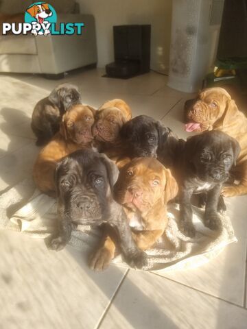 French X Neo Mastiff Pups