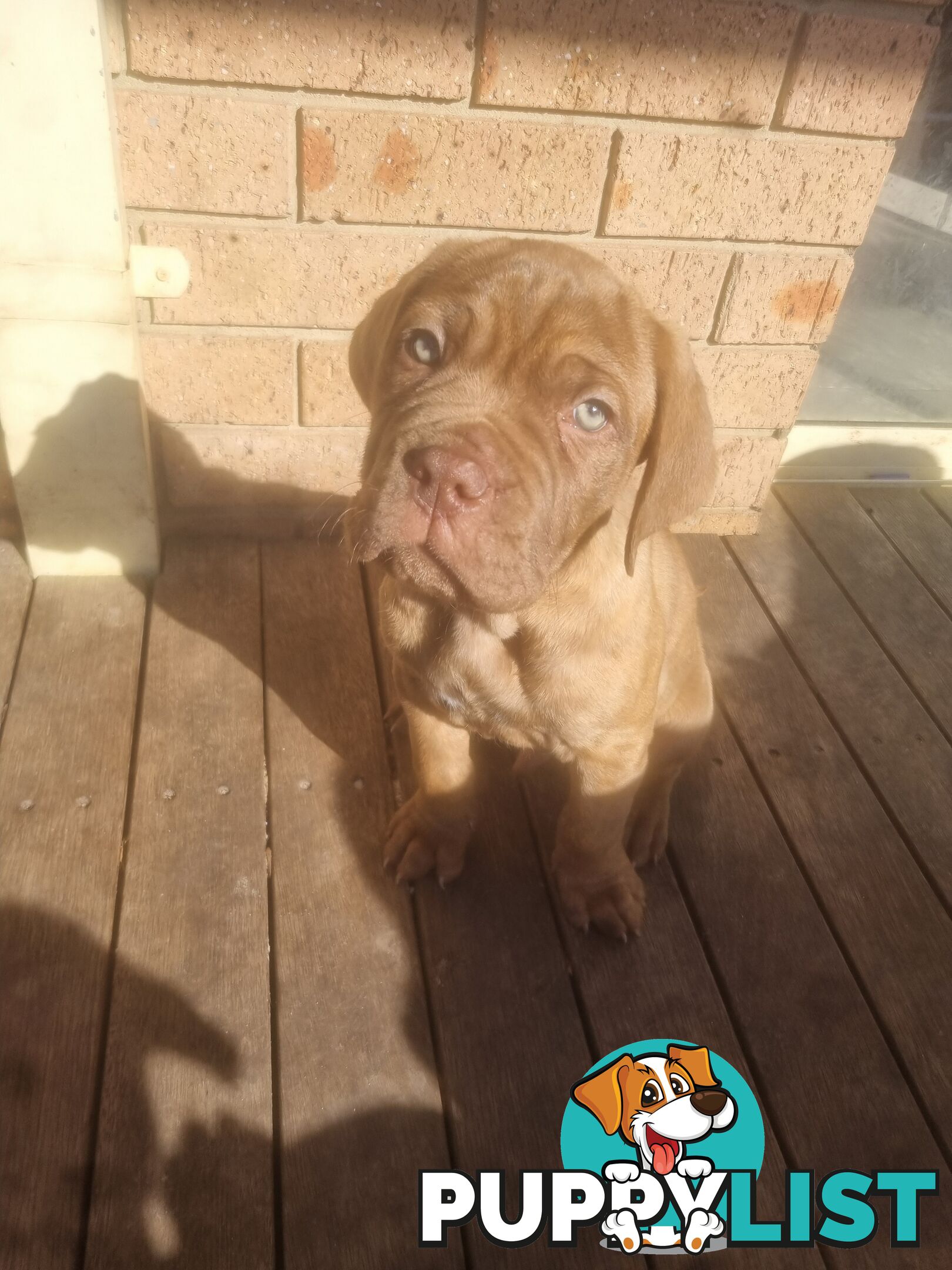French X Neo Mastiff Pups