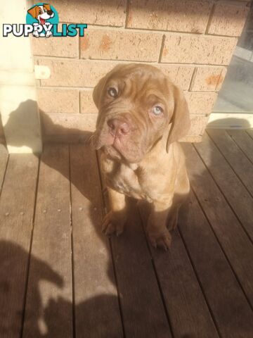 French X Neo Mastiff Pups