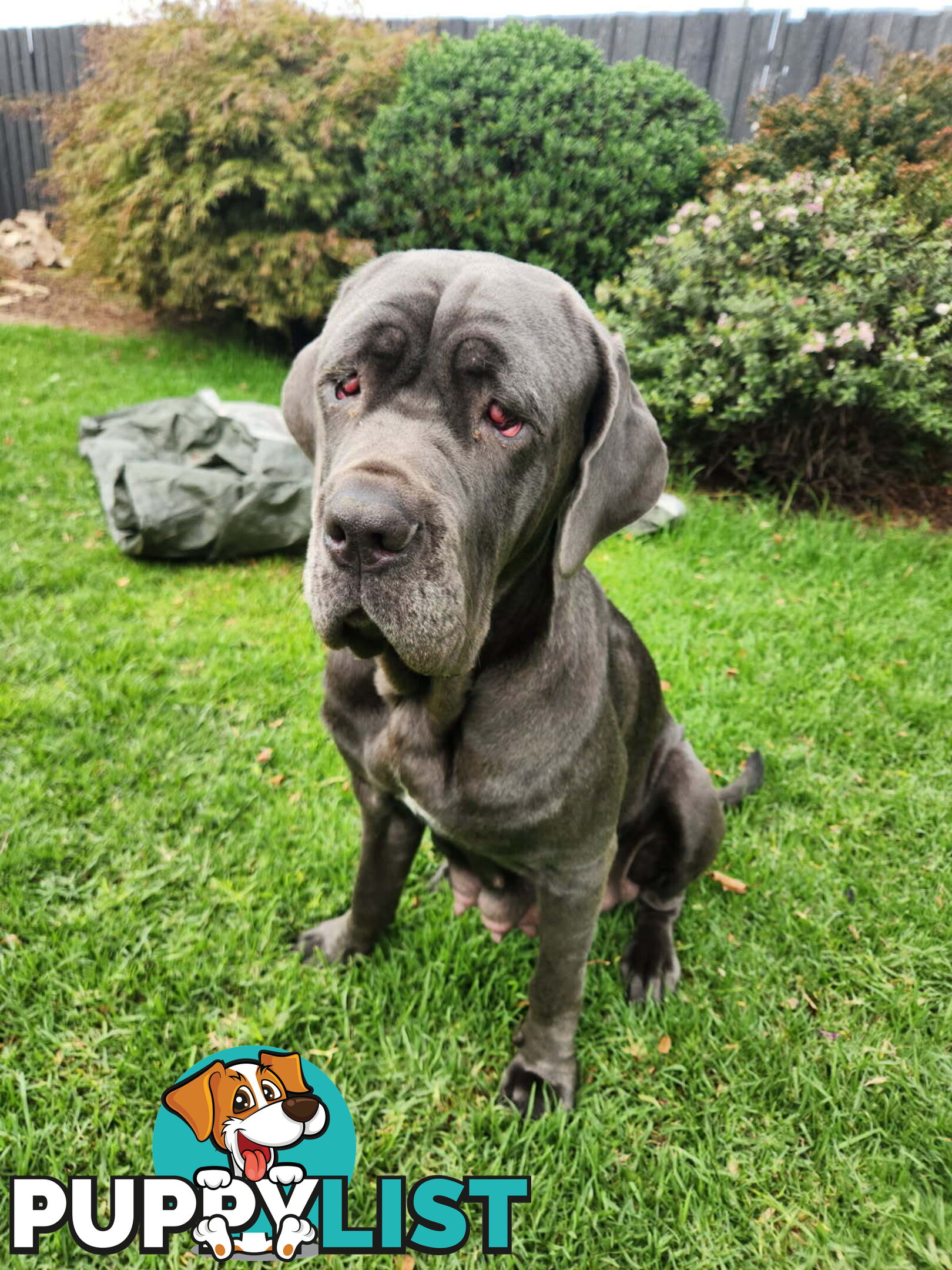 French X Neo Mastiff Pups