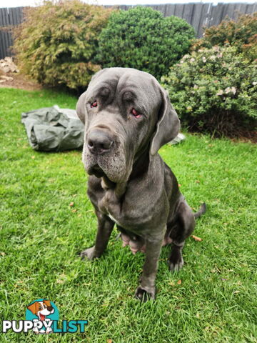 French X Neo Mastiff Pups