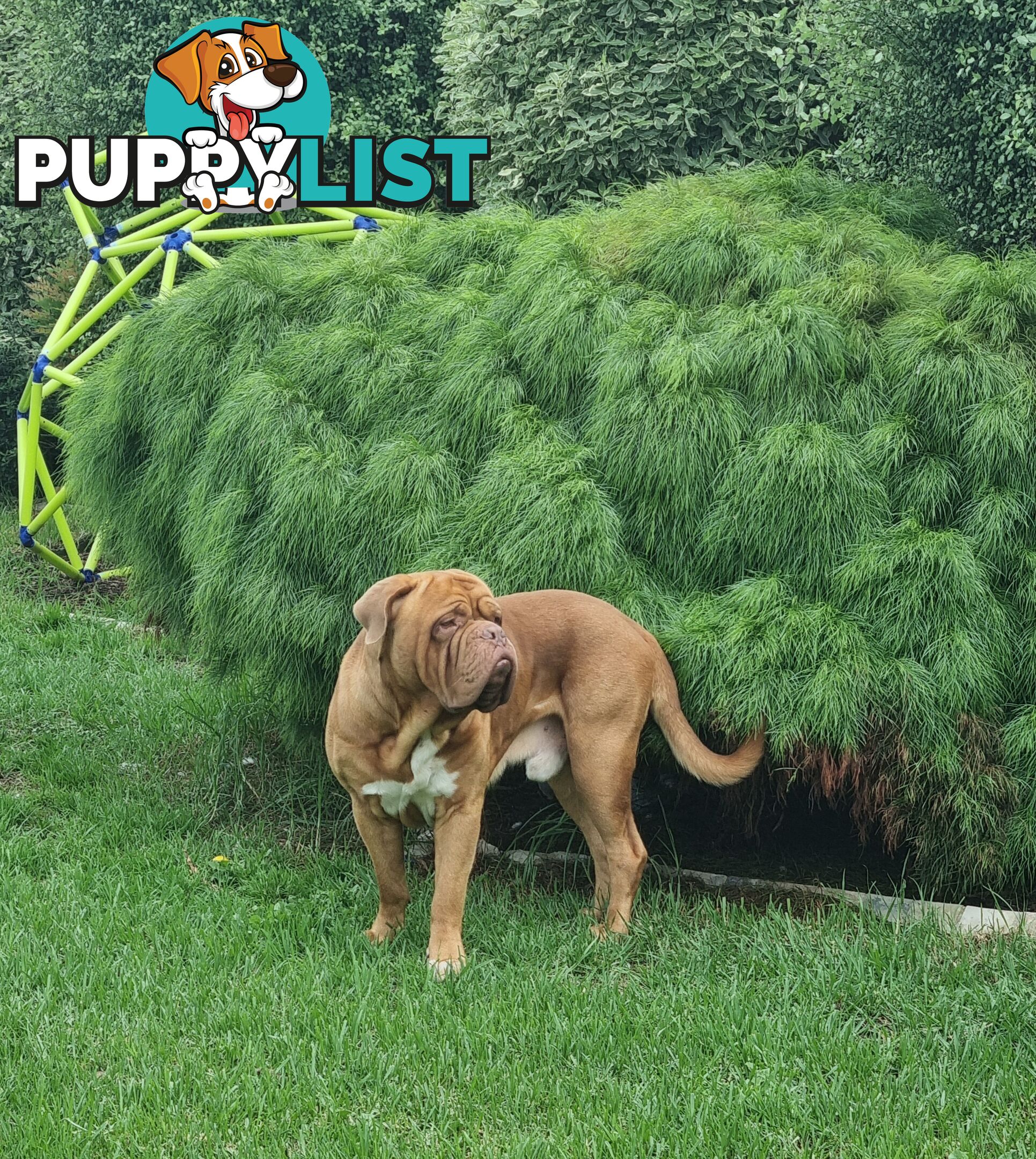 French X Neo Mastiff Pups