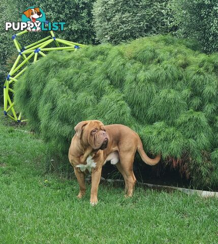 French X Neo Mastiff Pups