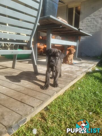 French X Neo Mastiff Pups